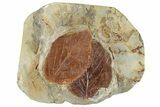 Plate with Two Fossil Leaves (Beringiaphyllum) - Montana #268296-1